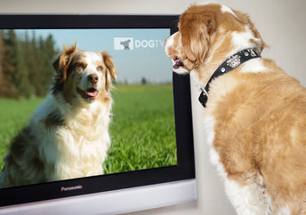 享用新电视频道的宠物狗狗，dogtv
