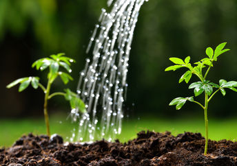 浇水春季苗，健康，有机DIY液体饲料。