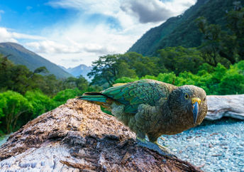 kea山鹦鹉在树干，反对一个惊人的新西兰背景